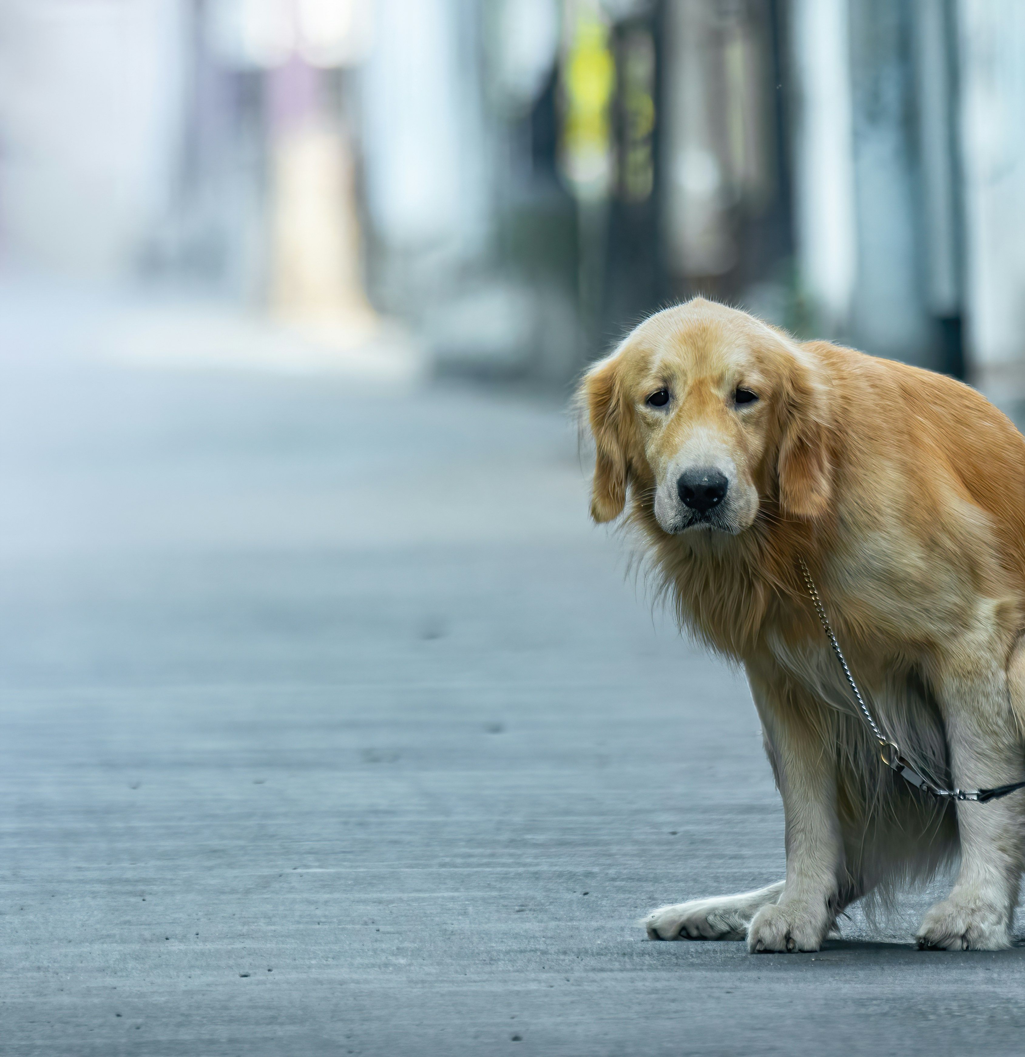 Golden retriever seul dans un environnement urbain