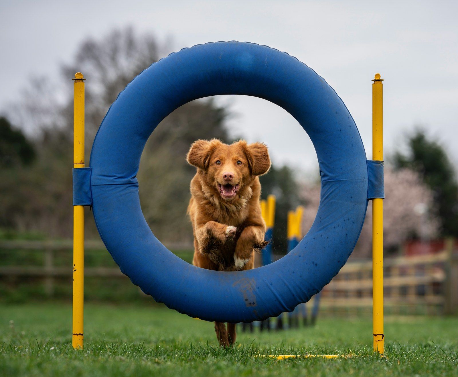 Chien franchissant un anneau sur un parcours d'agilité